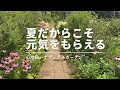 ７月のお庭訪問　バラが終わっても見ごろはこれから　千葉M邸