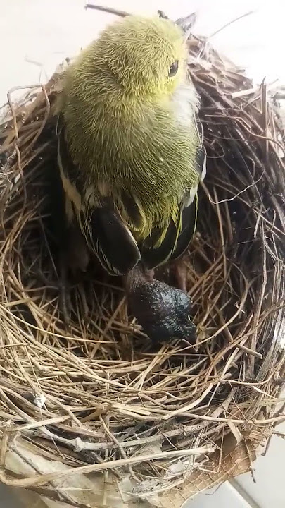 ANAK BURUNG KEDASIH MENGUSIR BURUNG SIRTU YANG ADA PADA SARANG