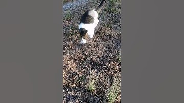 Life after amputation for cat