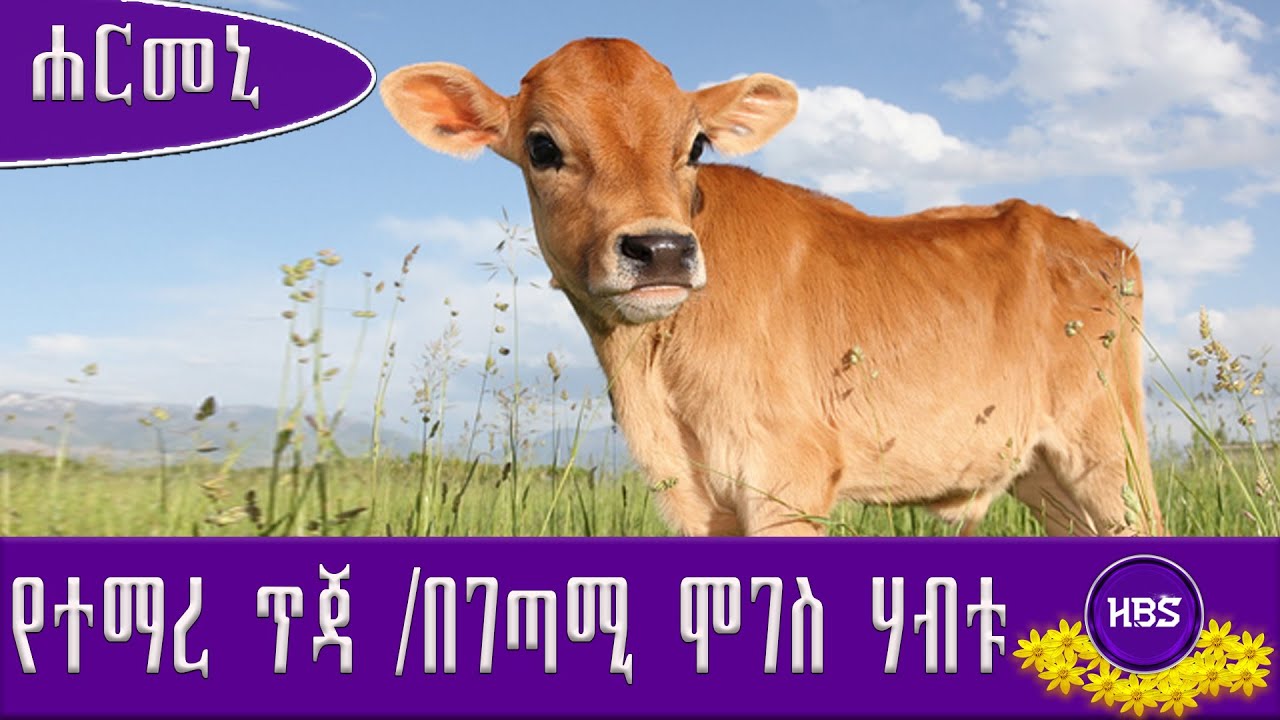 የተማረ ጥጃ/በገጣሚ ሞገስ ሃብቱ#Harmony Tube#ethiopia#ethiopianews #ethiopianmusic ...