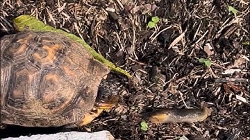 Box Turtle Eating a Slug in the Backyard