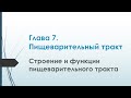 Физиология. Глава 7. Пищеварительный тракт. Строение и функции пищеварительного тракта