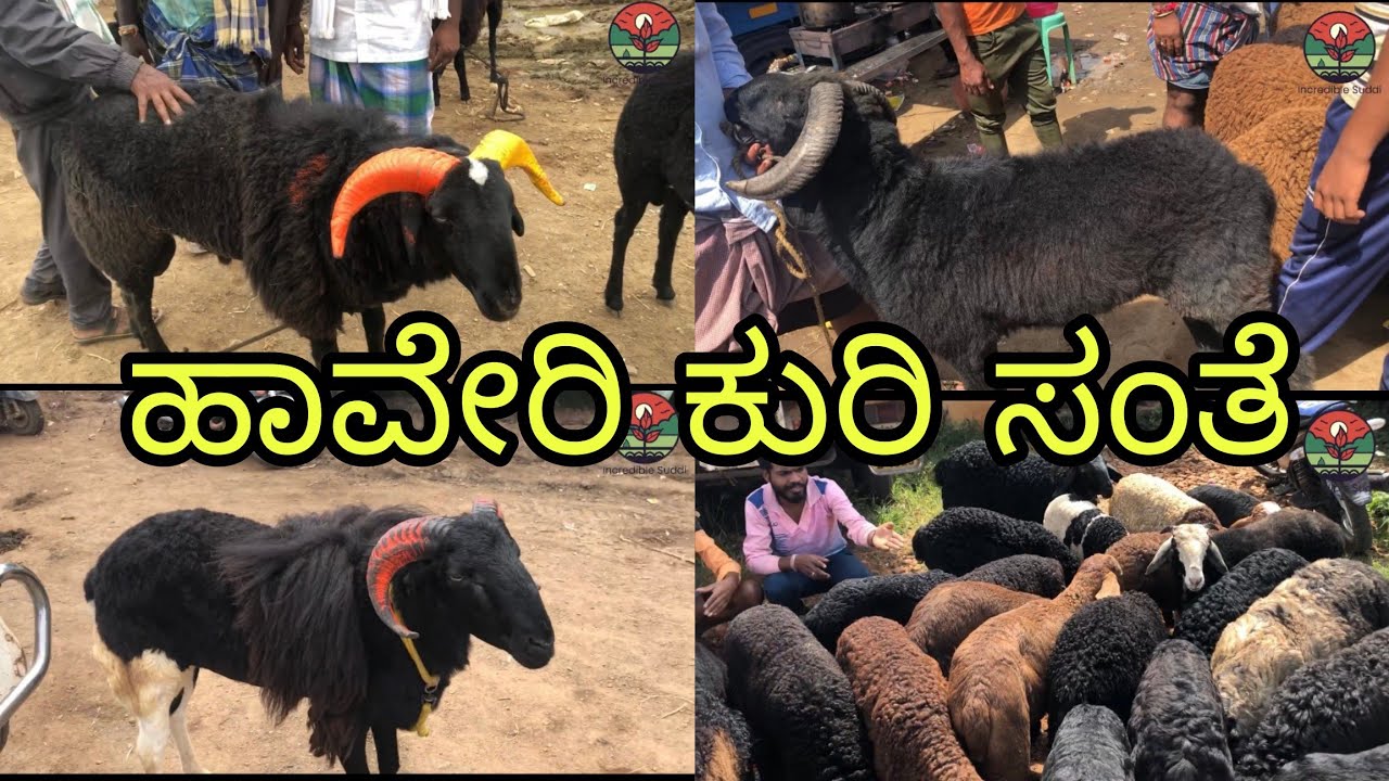 Haveri sheep and goats market thursday morning ಹಾವೇರಿ ಕುರಿ ಮತ್ತು ಮೇಕೆ ಮಾರುಕಟ್ಟೆ