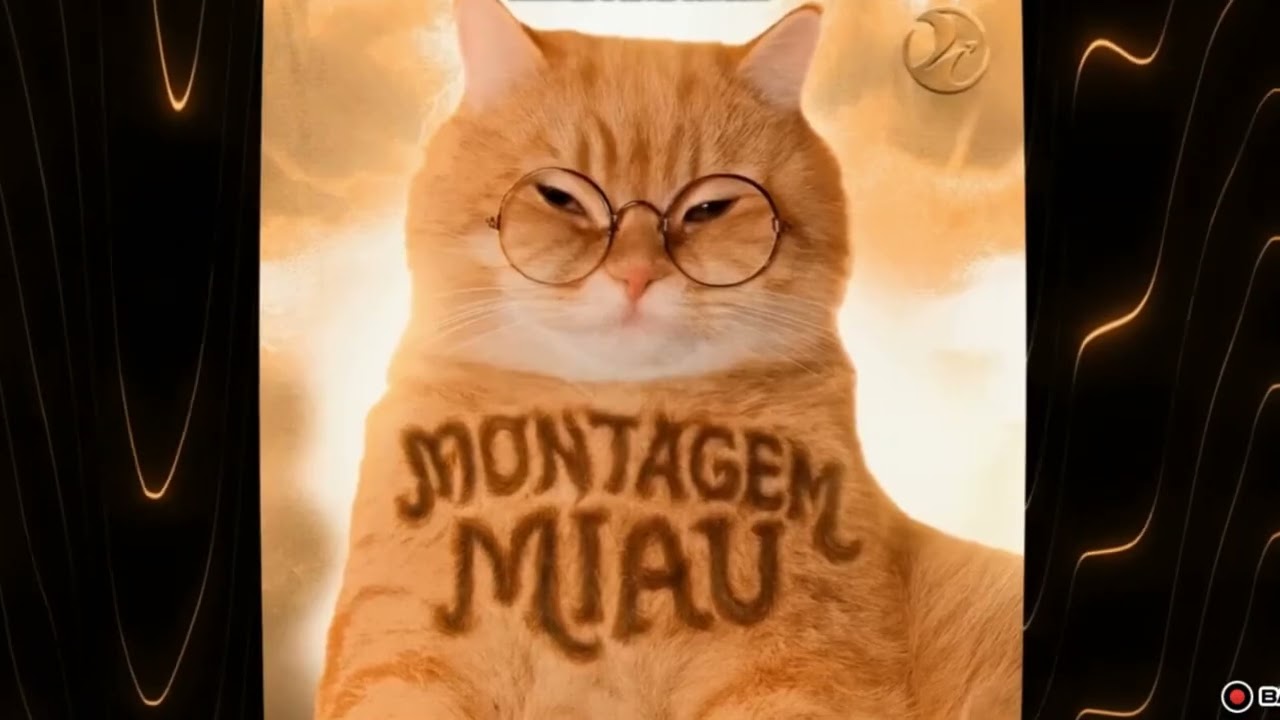 1 HOUR MONTAGEM MIAU🎵🐱