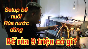 Bể rùa trị giá 9 triệu | Setup bể rùa nước như thế nào? | House Animal TV