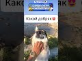 Как же ему прикольно!🥹 С котиком в конце все в порядке он просто залип! 😁 #животные