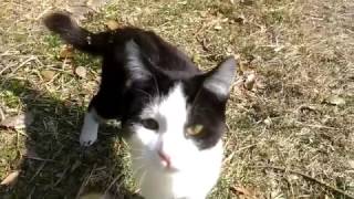 イタズラ好きの野良子猫を撮り続けた結果www