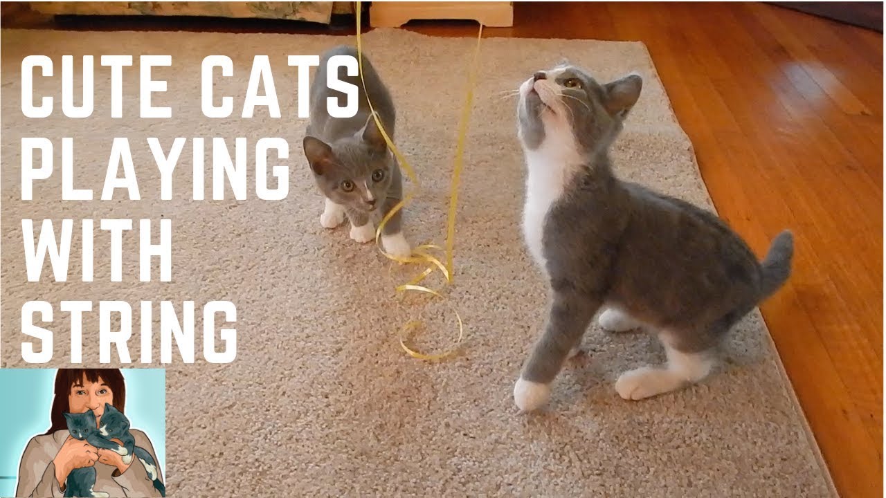 Cats vs String - Cute Cats Playing With String | Funny Cats Videos 2019 ...