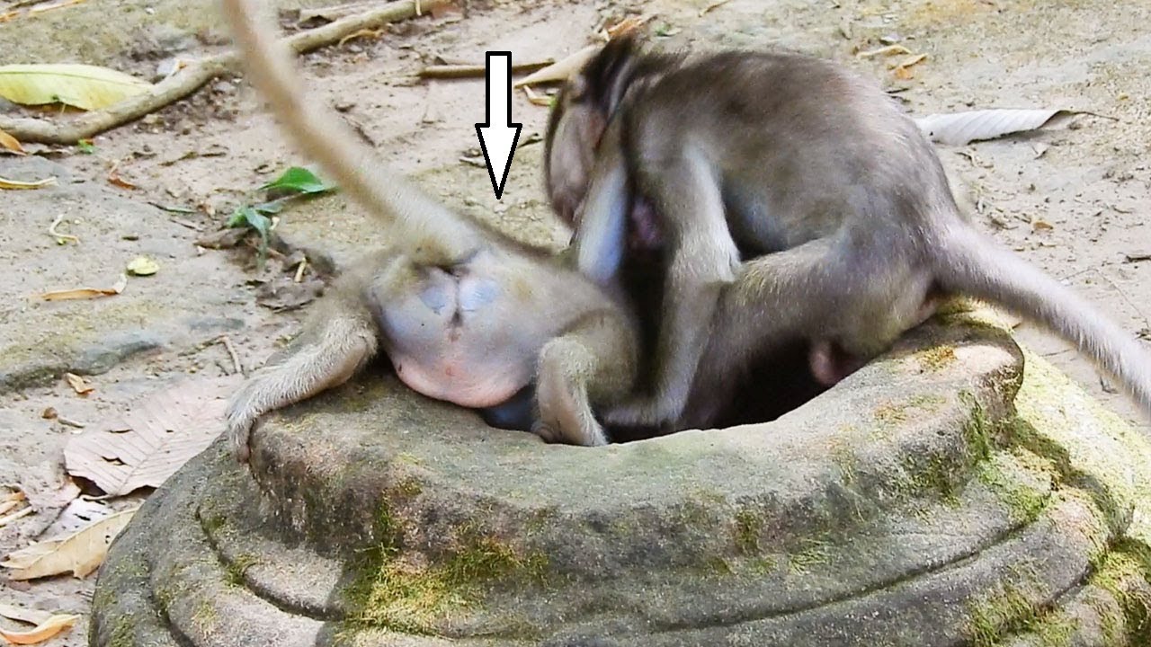 maciço de baturité Maci Stuck In Hole_Trying hard Challenging to Beat Own Partner