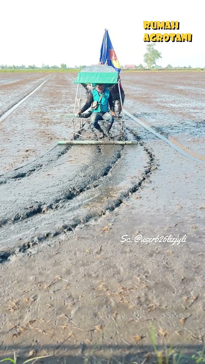 Menanam padi dengan sistem tabela, menebar langsung benih padi di lahan sawah