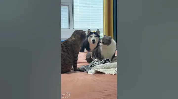 Video 9182081: cat fight funny pets, cat dog fight cute