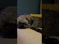 Dog صباحكم Cute اكسبلور المغرب شاط صباحكم Dog صباحكم Cute اكسبلور المغرب شاط صباحكم
