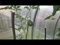 Выращивание арбузов и дынь в теплице. Мой первый опыт.