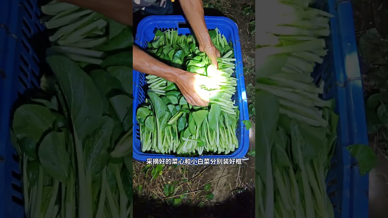 Picking vegetables in the early hours of the morning for 3 hours setting up a stall for 0