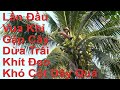 Vua Khỉ Cưa Cây Dừa Trái Khủng Ở Tháp Mười