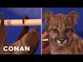 Animal Expert David Mizejewski: Sloth & Cougar Kitten  - CONAN on TBS