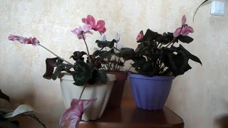 Почему не цветет цикламен в домашних условиях