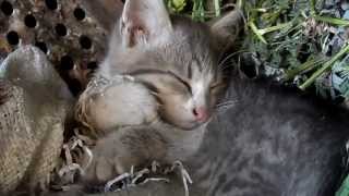 Милые котята спят. Сонные три котенка. Sweet kittens are sleeping. Three sleepy kitten. Милые котята спят. Сонные три котенка. Sweet kittens are sleeping. Three sleepy kitten.