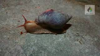 snail sound (real) - bunyi siput khinzir sebenar - siput lumba lari