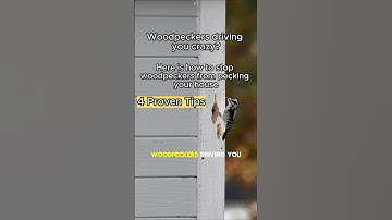How to Stop Woodpeckers from Pecking Your House: Tips & Tricks to Keep Your Home Safe! #birdingtips