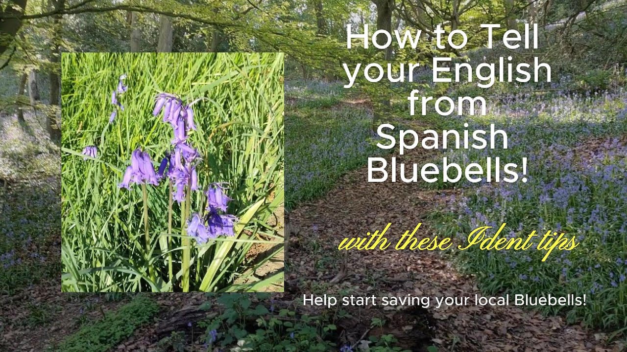 English Bluebell Identication