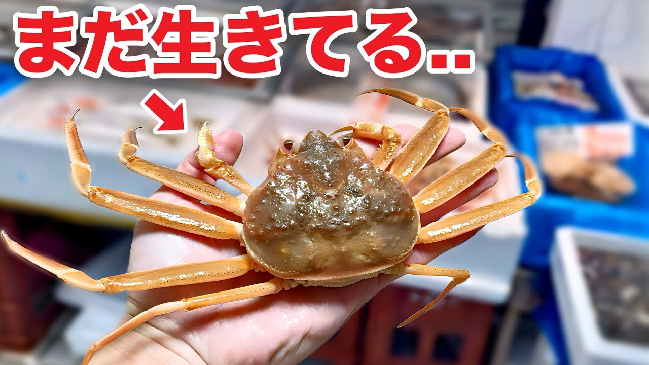 スーパーで死にかけてるズワイガニを飼ってみたらヤバいことになった...！！