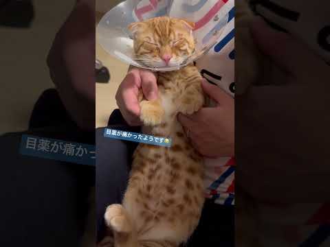 早く治るりますように🥲 #キンカロー #子猫 #猫 #cat #猫のいる暮らし #catlover  #アレルギー #고양이 #catlovers #catvideo #catvideos