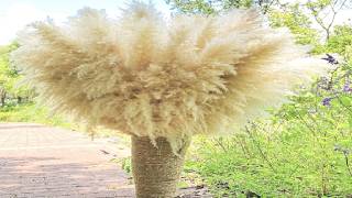 40' 11 PCS Dried Pampas Grass Decor Tall,Large Natural Beige pompas Grass