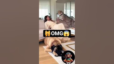 😱OMG Tiger Attack Girl Dog Saved😱 #viral #trending #reels #shorts #short #video #youtubeshorts #pets