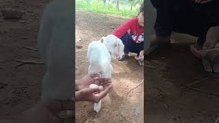 Attu Kutti Muttai Ittu Koli Kunji Vandha Pinna