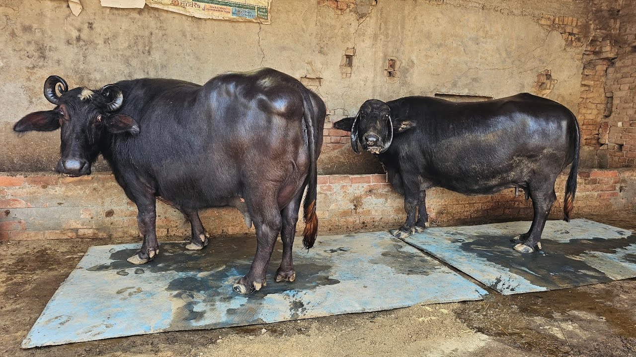 19 ਕਿਲੋ ਦੁੱਧ ਤਿਆਰ ਕਰਕੇ ਦੇਣ ਮੱਝ ਦਾਂ ਦੋ ਮੱਝਾਂ ਇੱਕ ਮੀਣੀ ਮੱਝ ਘਰੇਲੂ ਪਰਿਵਾਰ ਕੋਲ ਗਰੰਟੀ ਆਲੀਆਂ ਮੱਝਾਂ ।