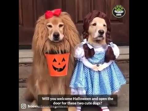 Halloween funny Animals (Video from Animals AWE) - YouTube