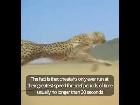 Usain Bolt vs Cheetah, Who Would Win? - YouTube