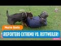 ¡El reportero extremo vs. rottweiler! - Mucho gusto 2018