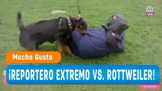 ¡El reportero extremo vs. rottweiler!  Mucho gusto 2018