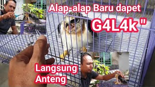 Cara merawat Alap-alap BWK  yang baru dapet dari Alam Liar. G4L4K Jadi anteng.