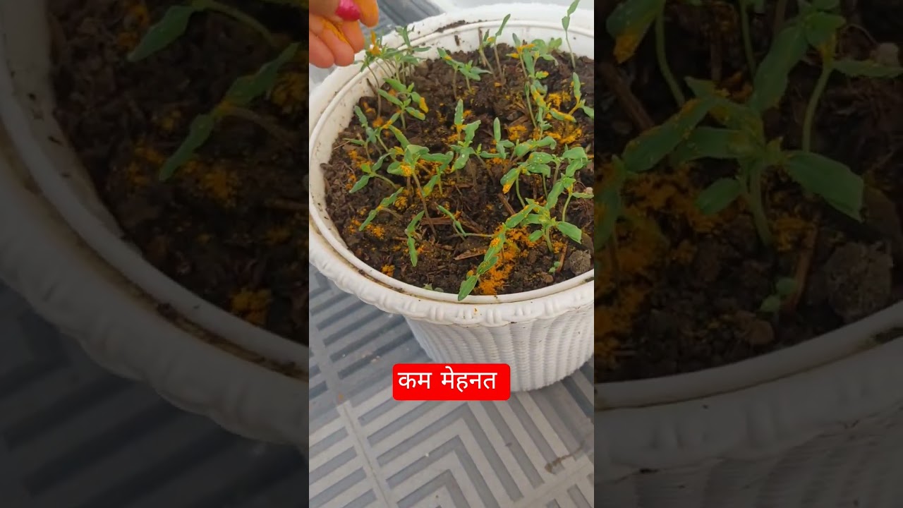 सबसे कम मेहनत और सबसे जल्दी उगाने वाली पौध || #terracegardenindia ||#lakshivgardening ||
