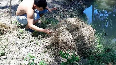 ỐC LÁC LUỘC  VÀ CÁ LÓC ĐỒNG THUI RƠM. CUỘC SỐNG MIỀN TÂY TV.  KHẢI SÓC TRĂNG