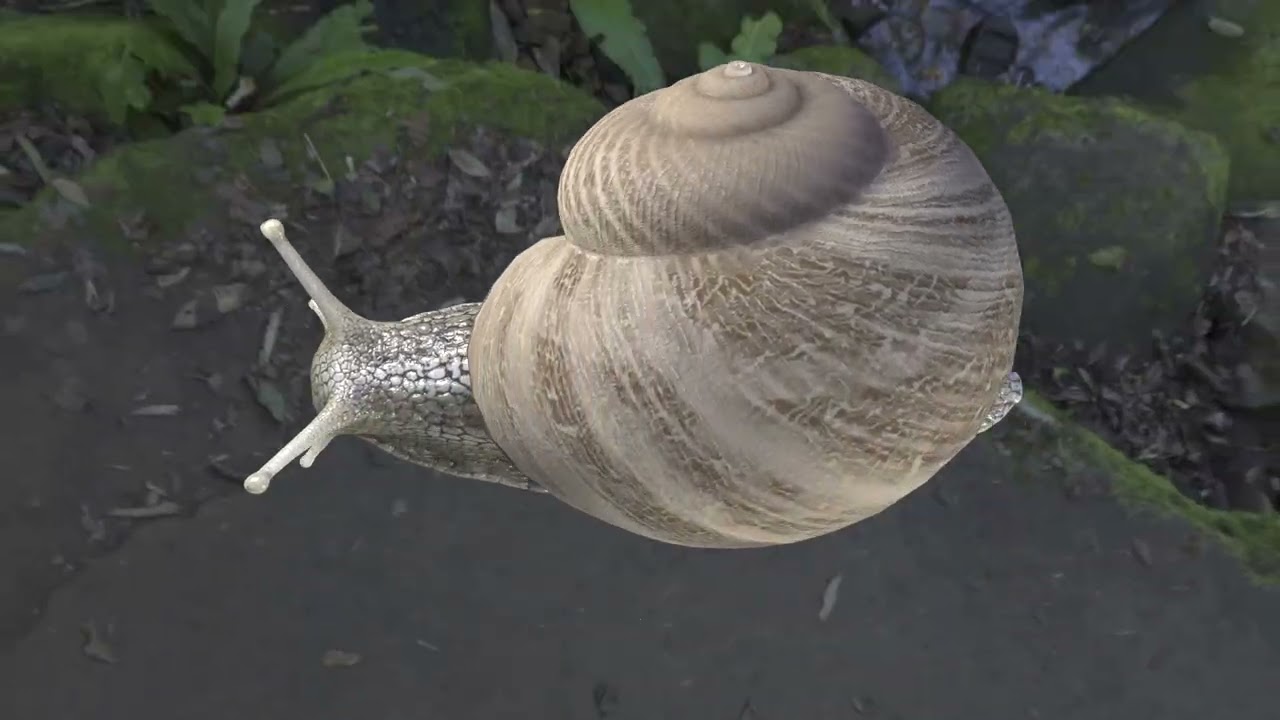 Realistic Snail 3D Model – Turntable Render