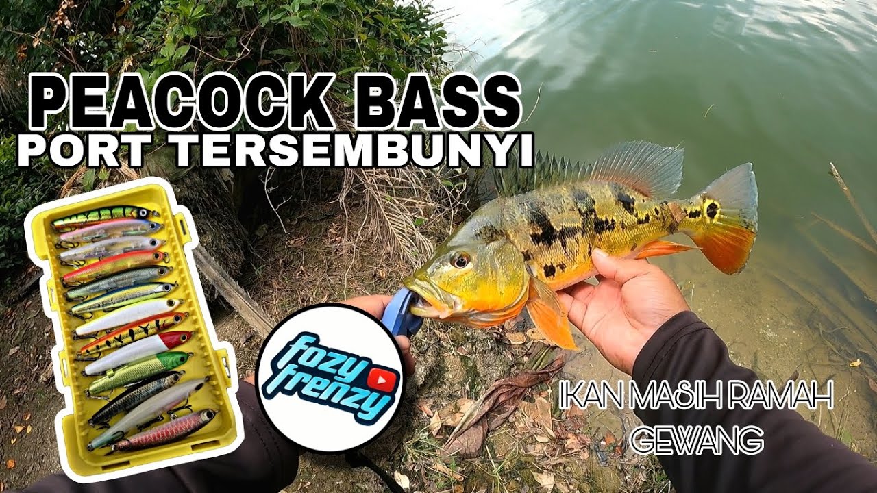 PEACOCK BASS SELANGOR | 1️⃣8️⃣3️⃣ | GEWANG/LURE KEGEMARAN IKAN RAJA BASS