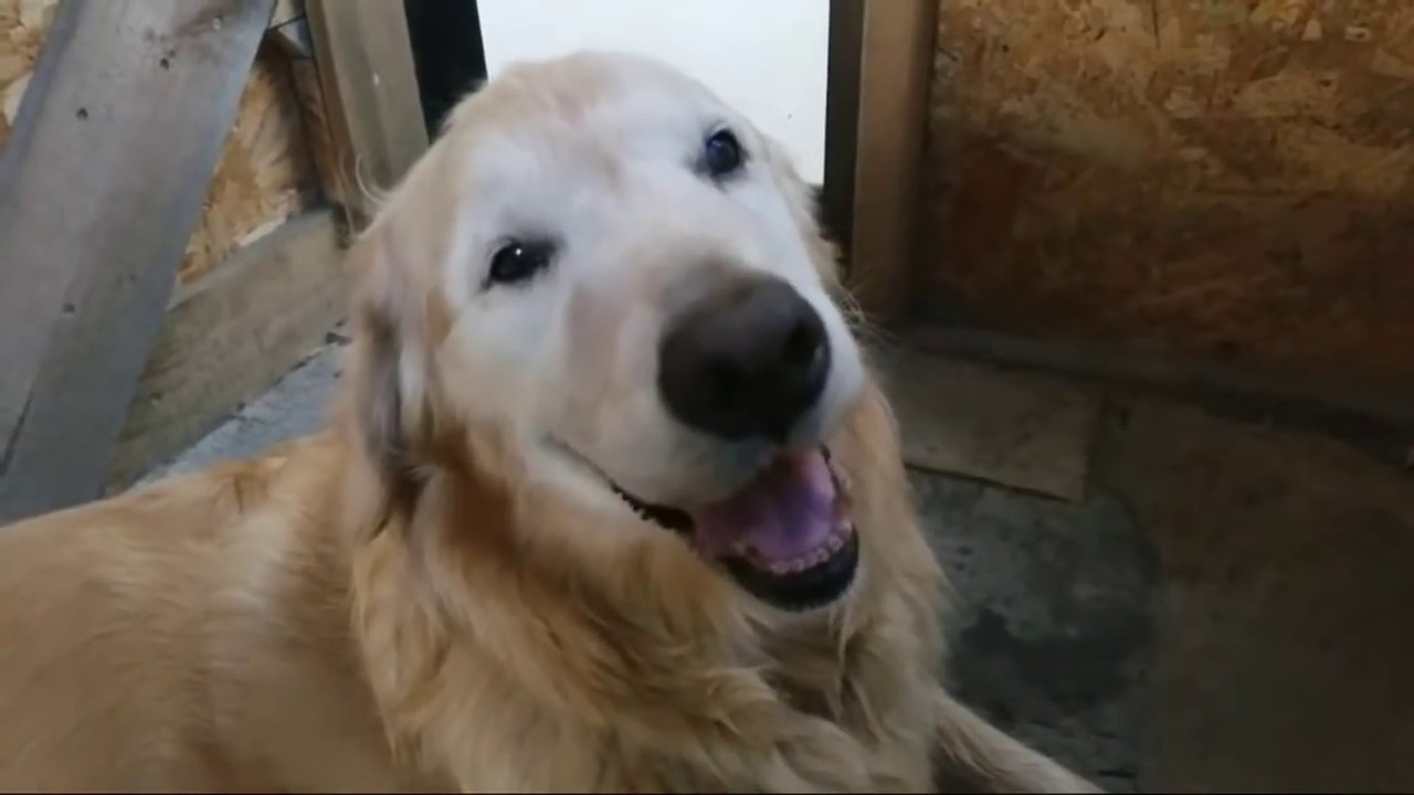 ストリーミング 録画 (Live delivery completed) It is the rain. The Golden Retriever is also waiting.