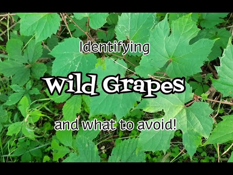 Video: Wat zijn wilde druiven? Wilde druivenstokken in het landschap identificeren