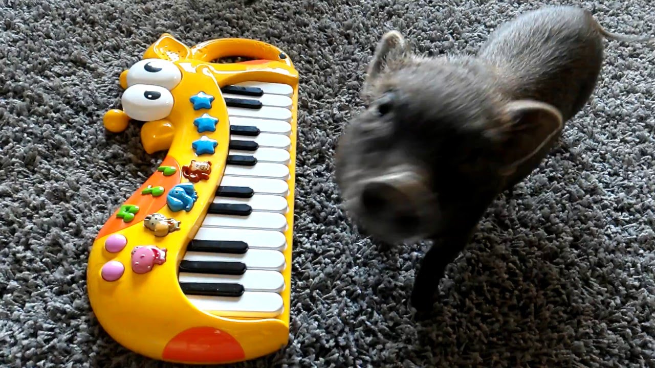 Mojo the pig plays the piano YouTube