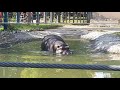 Skopje Zoo, Macedonia - Скопје Зоoлошка градина, 10 2020