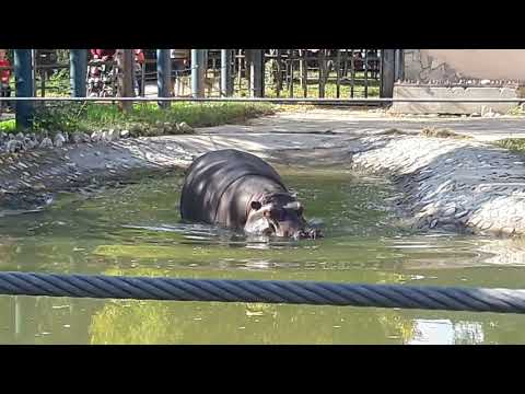 Video: Kopshti Zoologjik në Kuala Lumpur