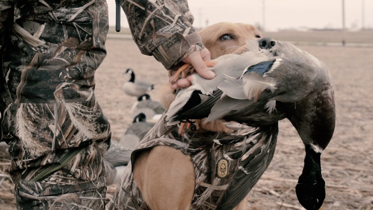 The X: Weather Dictates Duck Hunting Success - YouTube