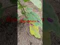 🍆🍆🍆🍆🍆🍆🍆 dua bulan lebih udah berbuah gaes #trending #farming #nature #vlog #petaniindonesia #terong