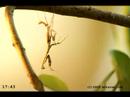 Praying mantis molting