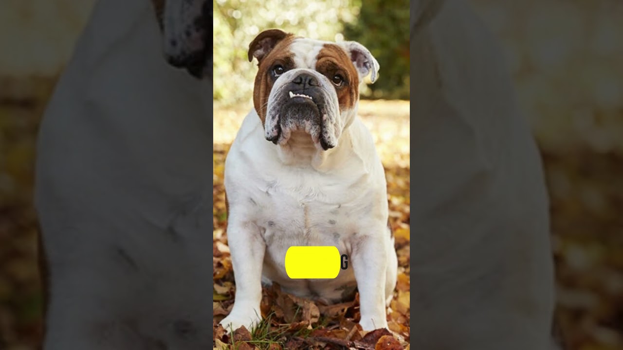 10 Best Medium Sized Dogs Breeds #shorts