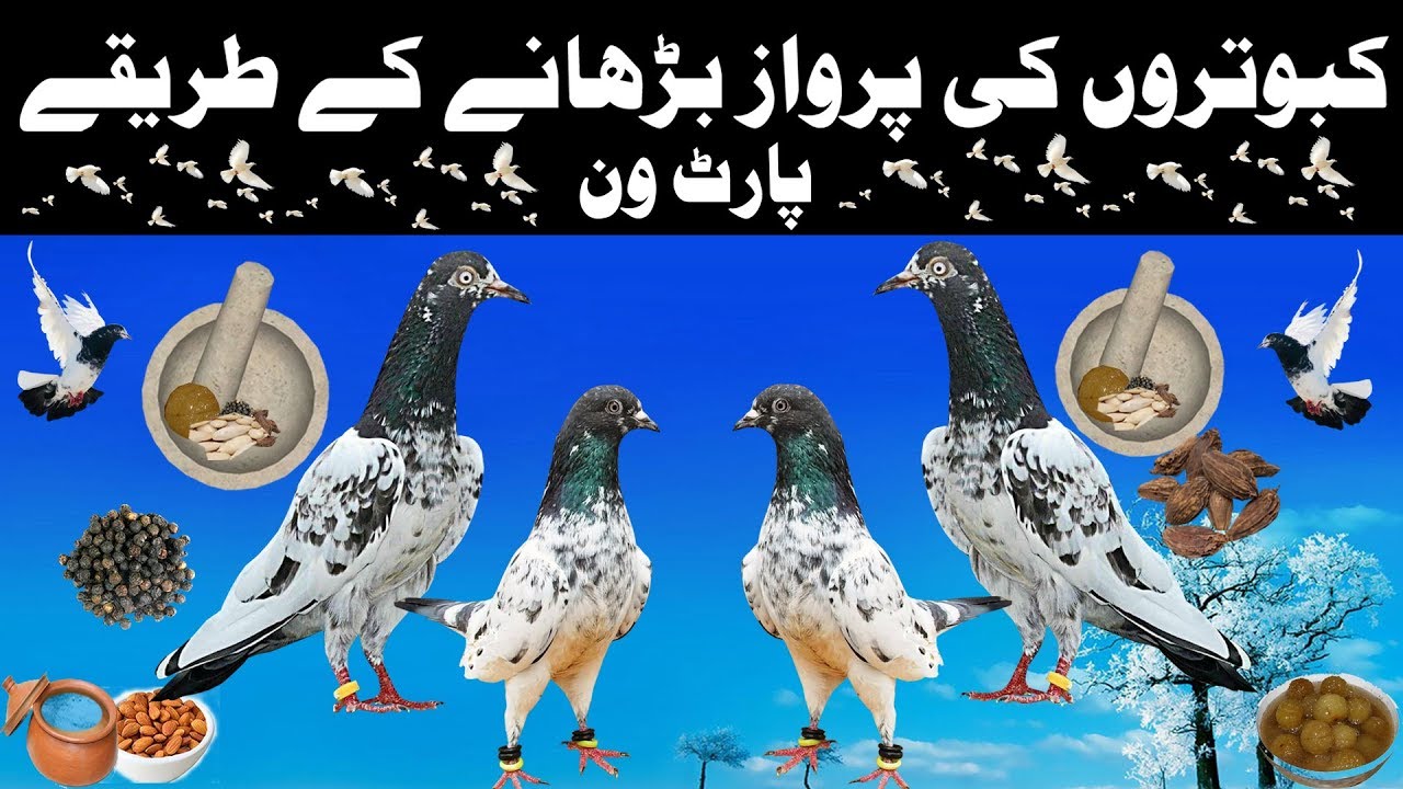 How to Increase Pigeon Flying Time // Different Methods // Part One